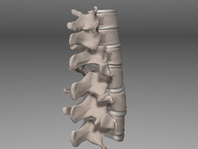 3D Model of the spine