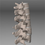 3D Model of the spine